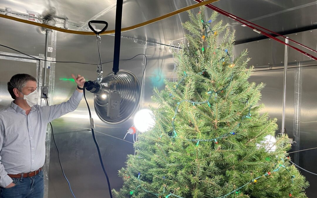 Исследователи обнаружили, что живые рождественские елки влияют на химический состав воздуха в помещении.